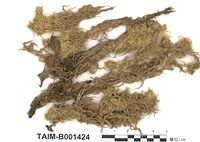 藏品(禿葉泥炭苔)的圖片